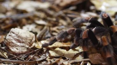 Meksikalı redknee tarantula brachypelma smithi