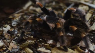 Meksikalı redknee tarantula brachypelma smithi