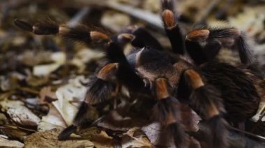 Tarantula