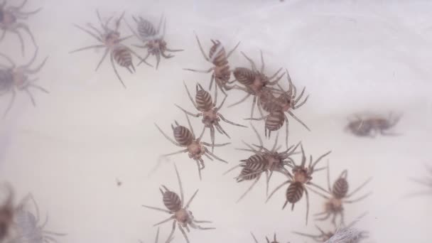 Huni web tarantula linothele fallax — Stok video