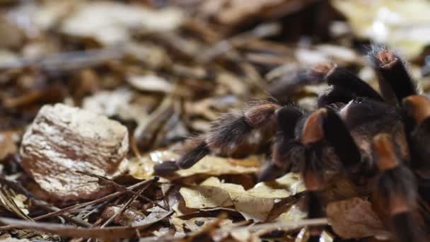 Meksykańskie redknee tarantule brachypelma smithi — Wideo stockowe