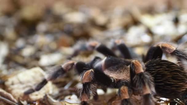 Brachypelma smithi — Video Stock