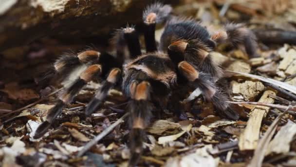 Mexicaanse redknee tarantula — Stockvideo