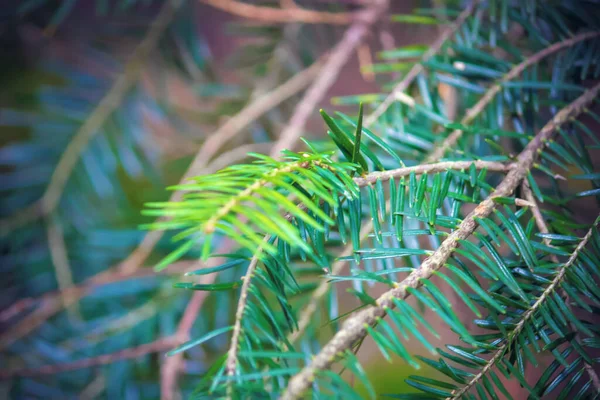 İnce iğneli yumuşacık ladin dalı