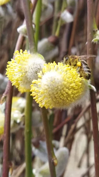 Söğüt ağacında bal toplayan arı.