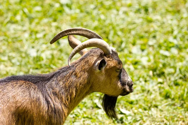 Goat eating fresh grass — Stock Photo, Image