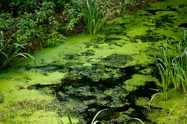 Biotopen levande plats för växter Stockfoto