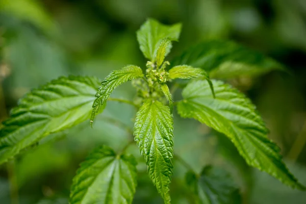 荨麻的特写镜头 免版税图库照片