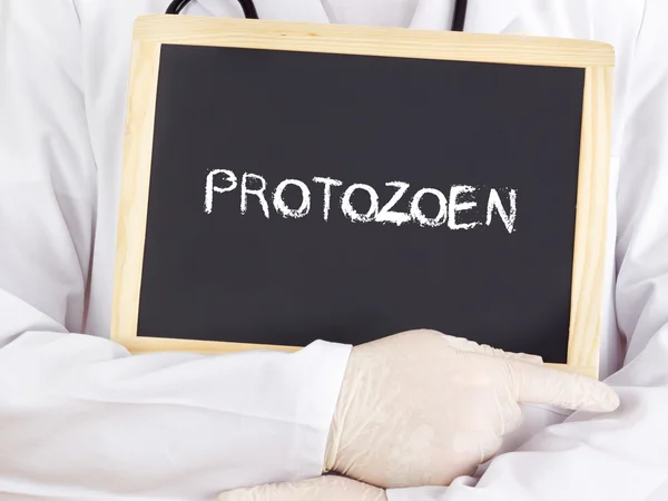 Doctor shows information: protozoa in german language — Stock Photo, Image