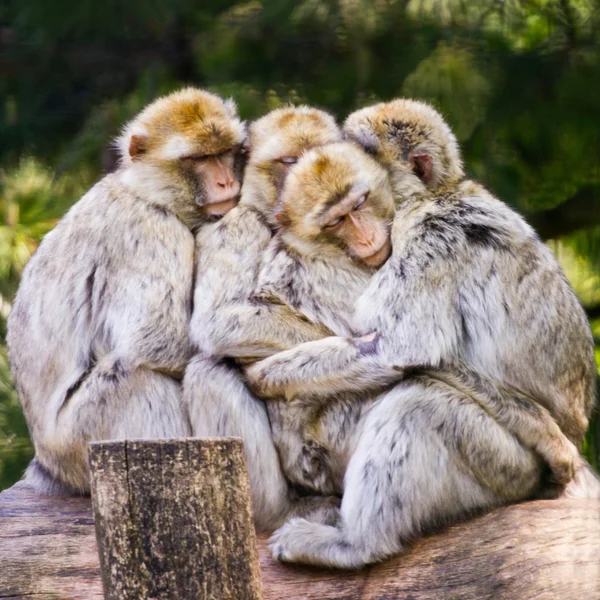 Gruppo di coccole barbariche al macaco — Foto Stock