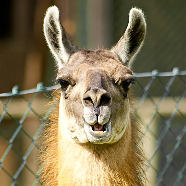 Llama looking nosy — Stock Photo, Image