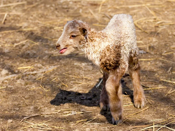Hungarian racka lamb — Stock Photo, Image
