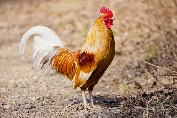 Cockerel on the lookout — Stock Photo, Image