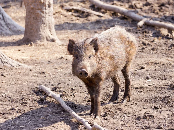 Porcs sauvages jouant dans le bois — Photo