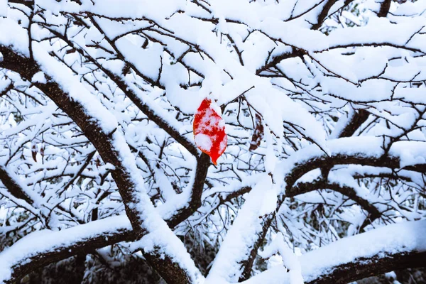 单片叶子挂在积雪覆盖的树枝下 — 图库照片