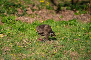 Avını yiyen sıradan bir akbaba