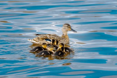 Yavru yaban ördekleri annelerinin etrafında toplandı.