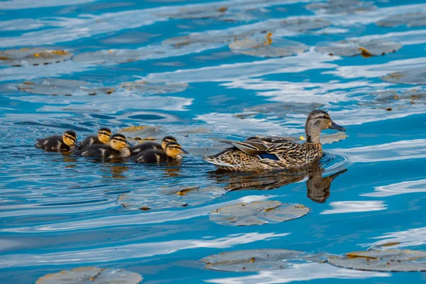 Femal Mallard Leading Its Ducklings — Stock Photo, Image