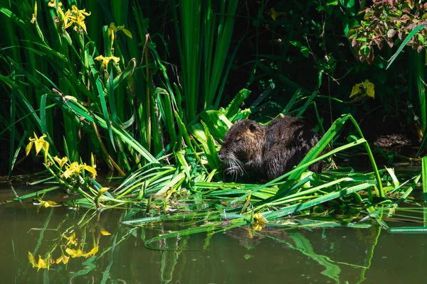 Coypu Voedt Zich Met Een Iris Boei Langs Een Rivier — Stockfoto