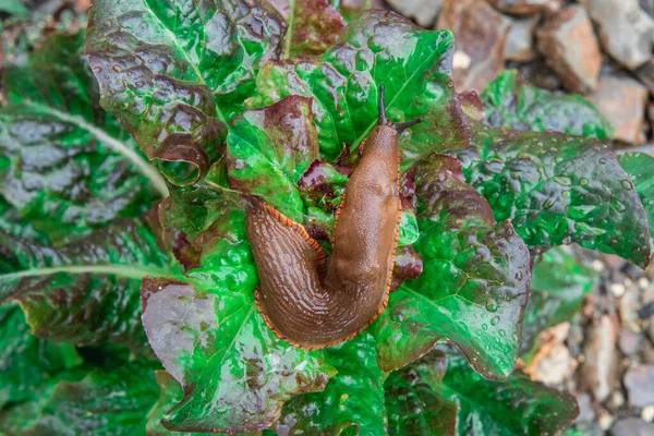 Arion Rufus Large Red Slug Crawling Salad — Stock Photo, Image