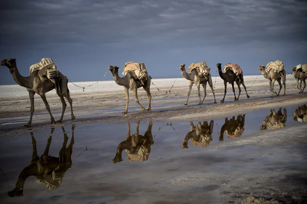 Camel caravane — Photo