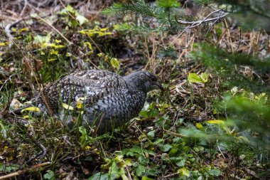 Beyaz kuyruklu Ptarmigan Kayalık Dağlar Milli Parkı 'nda