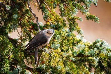 Colorado 'da bir çam ağacındaki gri alakarga