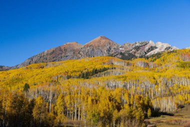 Aspen Ormanı, Colorado 'daki yakut zirvesini kaplayan sonbahar yeşillik renkleri