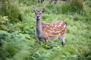 Davetsiz misafir izlerken bir kırmızı doe