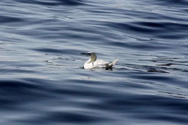 Gannet perdido en el mar —  Fotos de Stock
