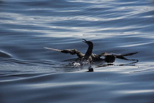 Una giovane gannet — Foto Stock