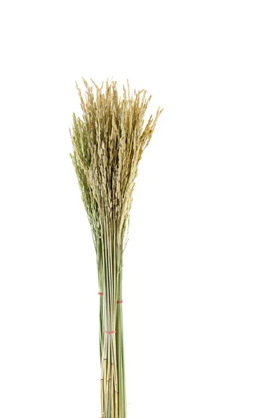 Kuru pirinç bitkileri — Stok fotoğraf
