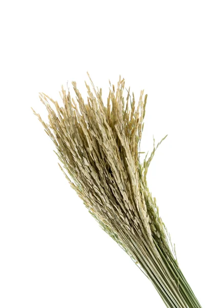 Kuru pirinç bitkileri — Stok fotoğraf