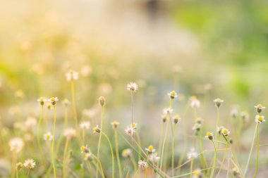 çimen çiçek arka plan günbatımı ışık ile.