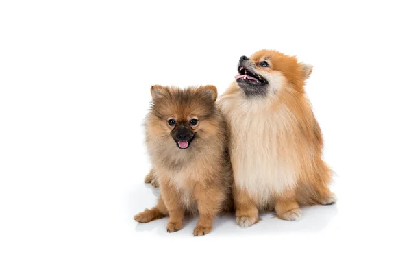 격리 된 배경에 pomeranian 개 stading — 스톡 사진