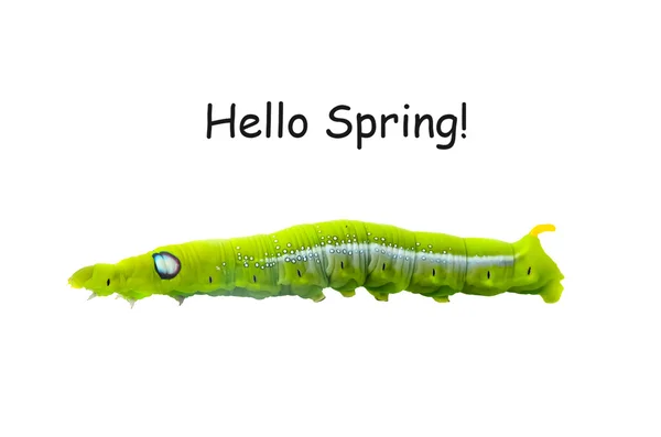 Isolated of green caterpillar with hello spring — Stock Photo, Image