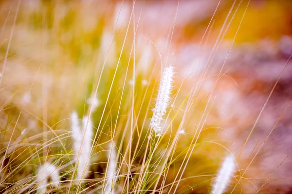 Fond de fleur d'herbe avec lumière du coucher du soleil . — Photo