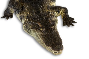 Beyaz Kırpma yoluyla izole timsah kafa vurdu