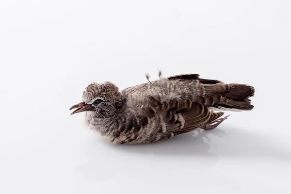Död fågel bakgrund i naturen, isolerade död fågel på vit. — Stockfoto