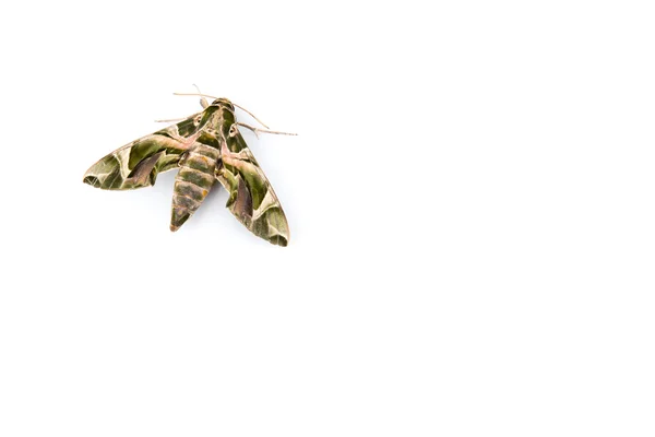Daphnis nerii-oleander hawk-moth или армейская зелёная моль — стоковое фото