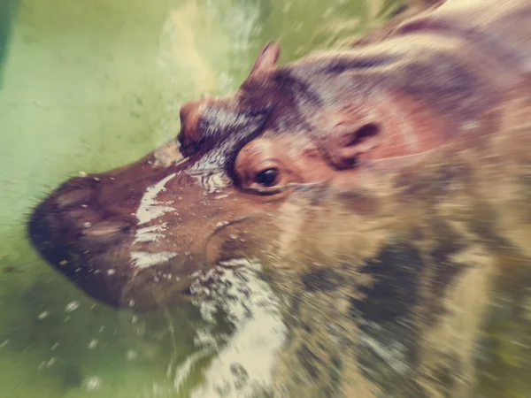 Motion blur Hippopotamus in the zoo — Stock Photo, Image