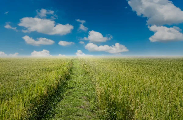 Risfält och blå himmel. — Stockfoto