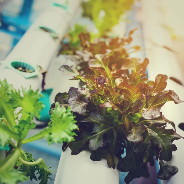 Hydroponics Vegetable ,the nutrition in the future.