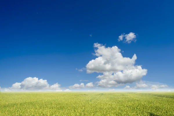 Paddy in med blå himmel och moln i solig dag. — Stockfoto