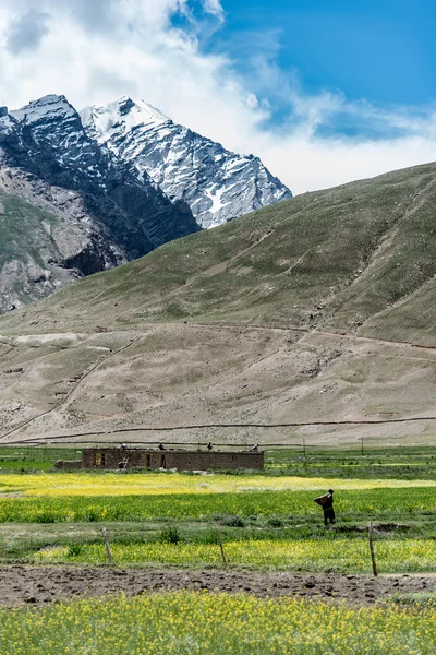 Mustard field with mountain background, Srinagar, India. — Stock Photo, Image