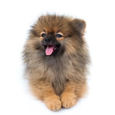 pomeranian köpek izole arka plan üzerinde oturan
