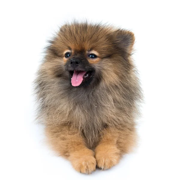 Pomeranian köpek izole arka plan üzerinde oturan — Stok fotoğraf