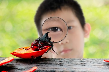 Asyalı çocuk Büyüteç ve Coleoptera açık.