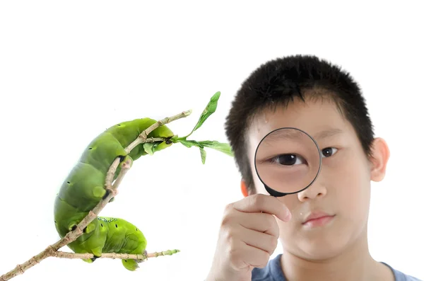 Izolované zeleného červa se šplhacím na větvi s chlapcem a magni — Stock fotografie
