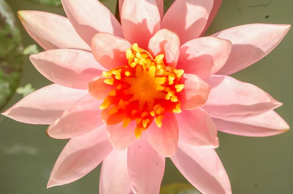 Pink lotus flower close up, selective focus. — Stock Photo, Image